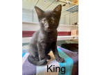 King (owl House Litter), Domestic Shorthair For Adoption In Baltimore, Maryland