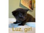 Luz (owl House Litter), Domestic Shorthair For Adoption In Baltimore, Maryland