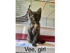 Vee (owl House Litter), Domestic Shorthair For Adoption In Baltimore, Maryland