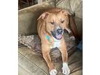 Benson (sc), American Pit Bull Terrier For Adoption In San Angelo, Texas