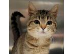 Vulpes, Domestic Shorthair For Adoption In Columbia, Missouri