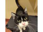 Baby, Domestic Shorthair For Adoption In Accident, Maryland