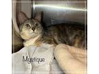 Mystique, Domestic Shorthair For Adoption In Holly Springs, Georgia