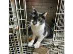 Aria, American Shorthair For Adoption In Quitman, Mississippi
