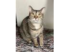 Millie, Domestic Shorthair For Adoption In Fort Dodge, Iowa