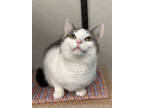 Eos, Domestic Shorthair For Adoption In Fort Dodge, Iowa