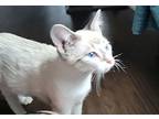 Star, Siamese For Adoption In Fort Worth, Texas