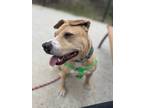 Green Bean, American Pit Bull Terrier For Adoption In Philadelphia, Pennsylvania