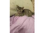 Coriander (all Spice Litter), Domestic Shorthair For Adoption In Baltimore
