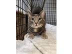 Fifty, Domestic Shorthair For Adoption In Maryville, Missouri