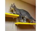 Susan, Domestic Shorthair For Adoption In Maryville, Missouri