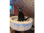 Adopt Thin Mint a All Black Domestic Shorthair (short coat) cat in Rumford