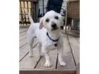 Adopt Calvin a White Poodle (Miniature) / Mixed dog in Pleasanton, CA (37719716)