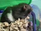 Adopt PEPPA a Hamster