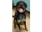 Adopt Candice a Shepherd, Mixed Breed