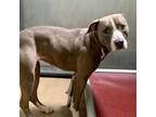 Adopt Rose (ID# 31823cb2) a Pit Bull Terrier