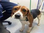Adopt A197882 a Beagle