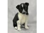 Adopt Taylor Snift a Border Collie, Mixed Breed