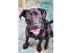 Adopt Precious #8 a Black Labrador Retriever