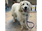 Adopt 52348155 Available 4/3 a Great Pyrenees