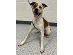 Adopt Lavender a Cattle Dog, Mixed Breed