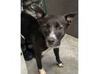 Adopt Laila a Border Collie, Mixed Breed