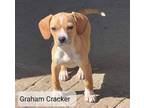 Adopt Graham Cracker a Feist, Beagle