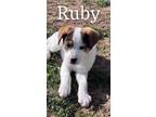 Adopt Ruby a Terrier