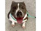 Adopt Remi a Staffordshire Bull Terrier