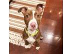Adopt Kerena a Pit Bull Terrier, Mixed Breed