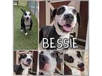 Adopt Bessie a Pit Bull Terrier