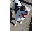 Adopt Chula a Pit Bull Terrier