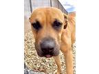 Adopt MANTEQUILLA a Pit Bull Terrier, Boxer
