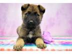 Adopt Alison a Shepherd, Mixed Breed