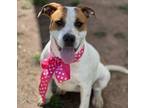 Adopt Katniss - $85 Adoption Fee a Pit Bull Terrier, Mixed Breed