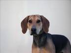 Adopt MAZ a Treeing Walker Coonhound, German Shepherd Dog