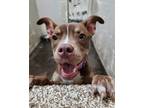 Adopt Jelly Bean a American Staffordshire Terrier