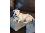 Adopt Lacy (SC) a Jack Russell Terrier