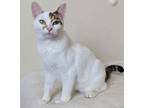 Adopt Almond (and Peanut) a Domestic Short Hair