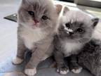 British ShortHair Kittens