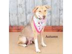 Adopt Autumn a Labrador Retriever, Husky