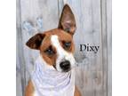 Adopt Dixy a Australian Cattle Dog / Blue Heeler, Boxer