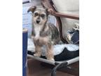 Adopt Lucy a Terrier, Mixed Breed