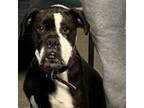 Adopt Storm a Boxer, Pit Bull Terrier