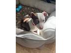 Adopt Forsynthia a Pit Bull Terrier