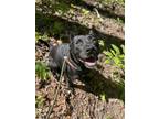 Adopt Kelsie a Cane Corso, Mixed Breed