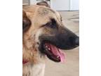 Adopt Klara a German Shepherd Dog