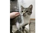 Adopt TT (Twinkle Toes) a Extra-Toes Cat / Hemingway Polydactyl