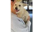 Adopt BEAU a West Highland White Terrier / Westie