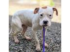 Adopt Turnip (ID# A0052272579) a Pit Bull Terrier, Boxer